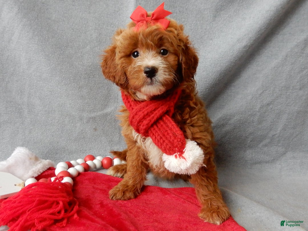Mini Goldendoodle dogs for sale: Zoey - Ad 7