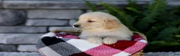 Golden Retriever dogs for sale: Bingo - Ad 3