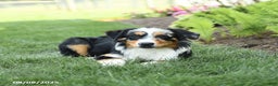 Miniature Australian Shepherd dogs for sale: Dozer - Ad 2