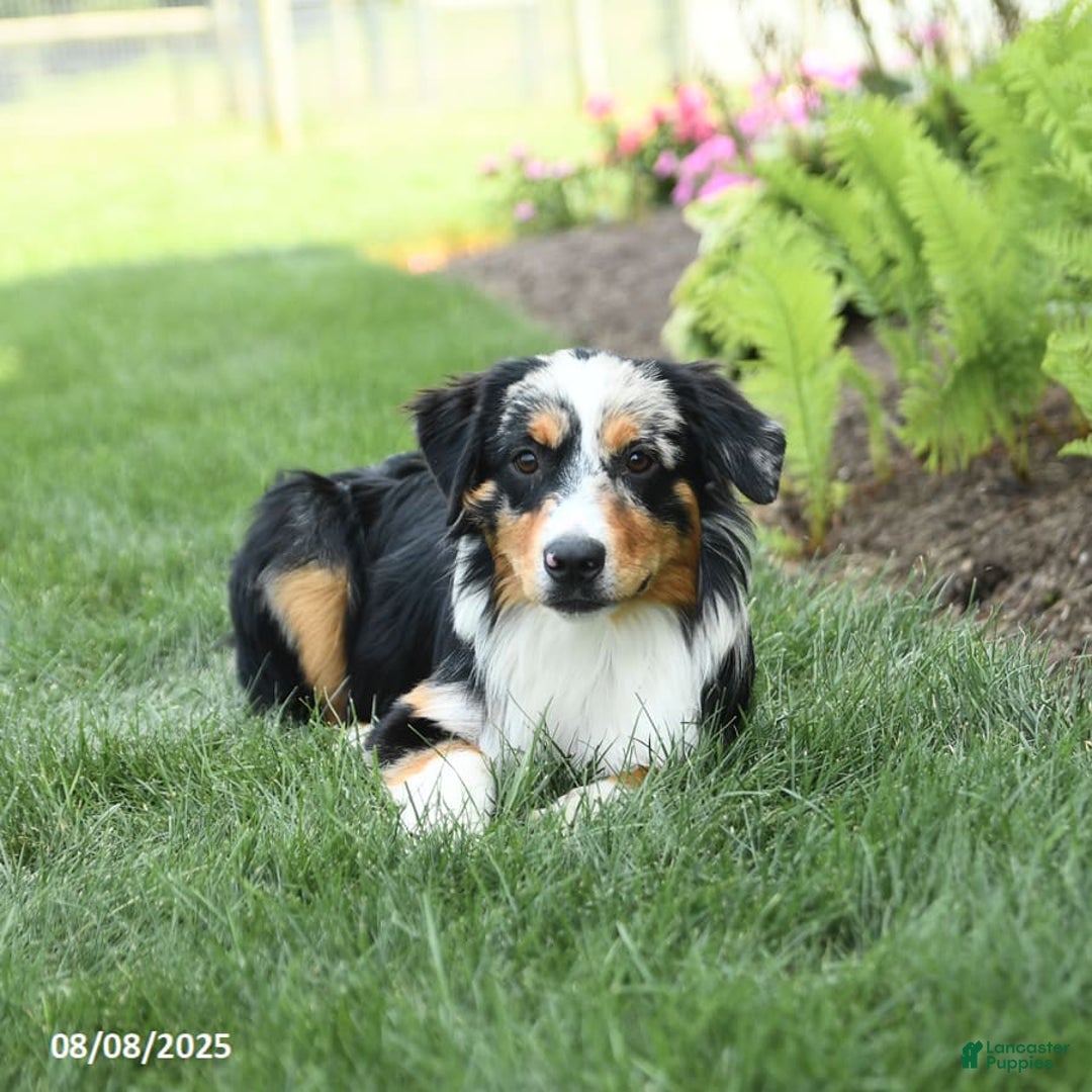 Miniature Australian Shepherd dogs for sale: Dozer - Ad 2