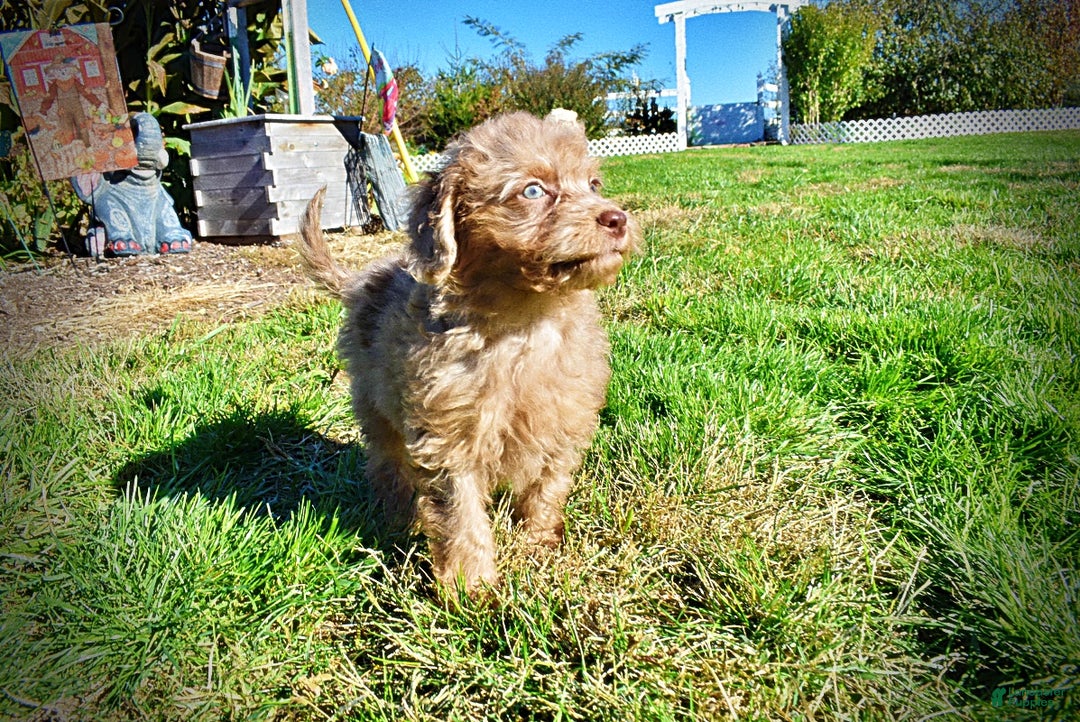 Havapoo dogs for sale: Indigo - Ad 13