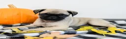 Pug dogs for sale: Porter - Ad 2
