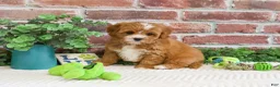 Cavapoo dogs for sale: Shamrock  - Ad 2