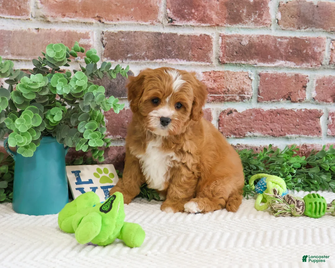 Cavapoo dogs for sale: Shamrock  - Ad 2