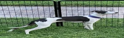 Italian Greyhound dogs for sale: Rufus - Ad 12