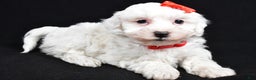 Maltipoo dogs for sale: Jasper - Ad 5