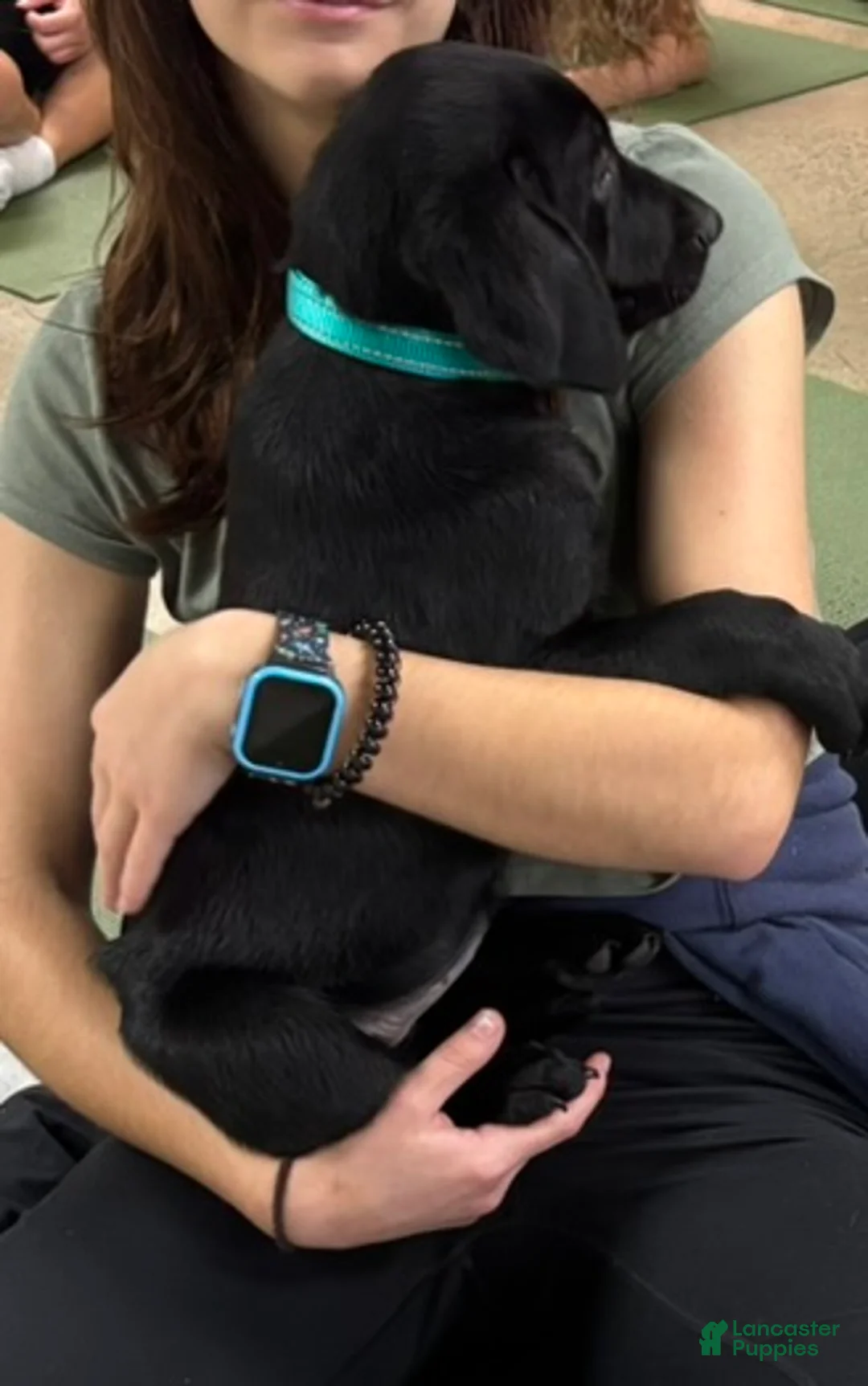 Labrador Retriever dogs for sale: Labrador Retriever 1 - Ad 2