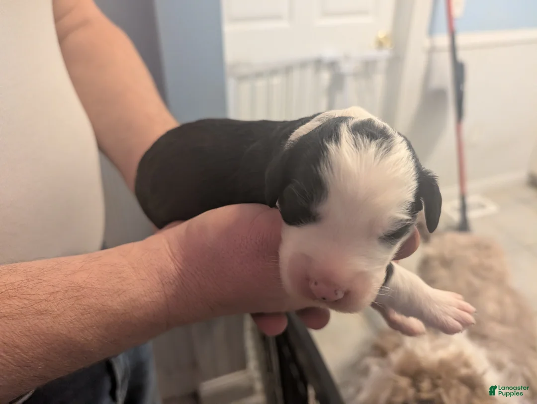 Sheepadoodle dogs for sale: Sheepadoodle Puppy 1 - Ad 1