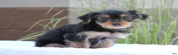 Yorkshire Terrier dogs for sale: Mason - Ad 5