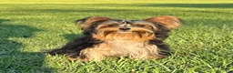 Yorkshire Terrier dogs for sale: Sami - Ad 3