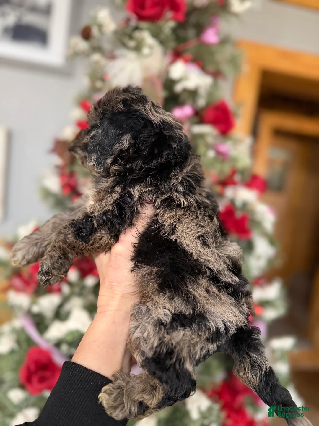 Cockapoo dogs for sale: Cockapoo Puppy 1 - Ad 3