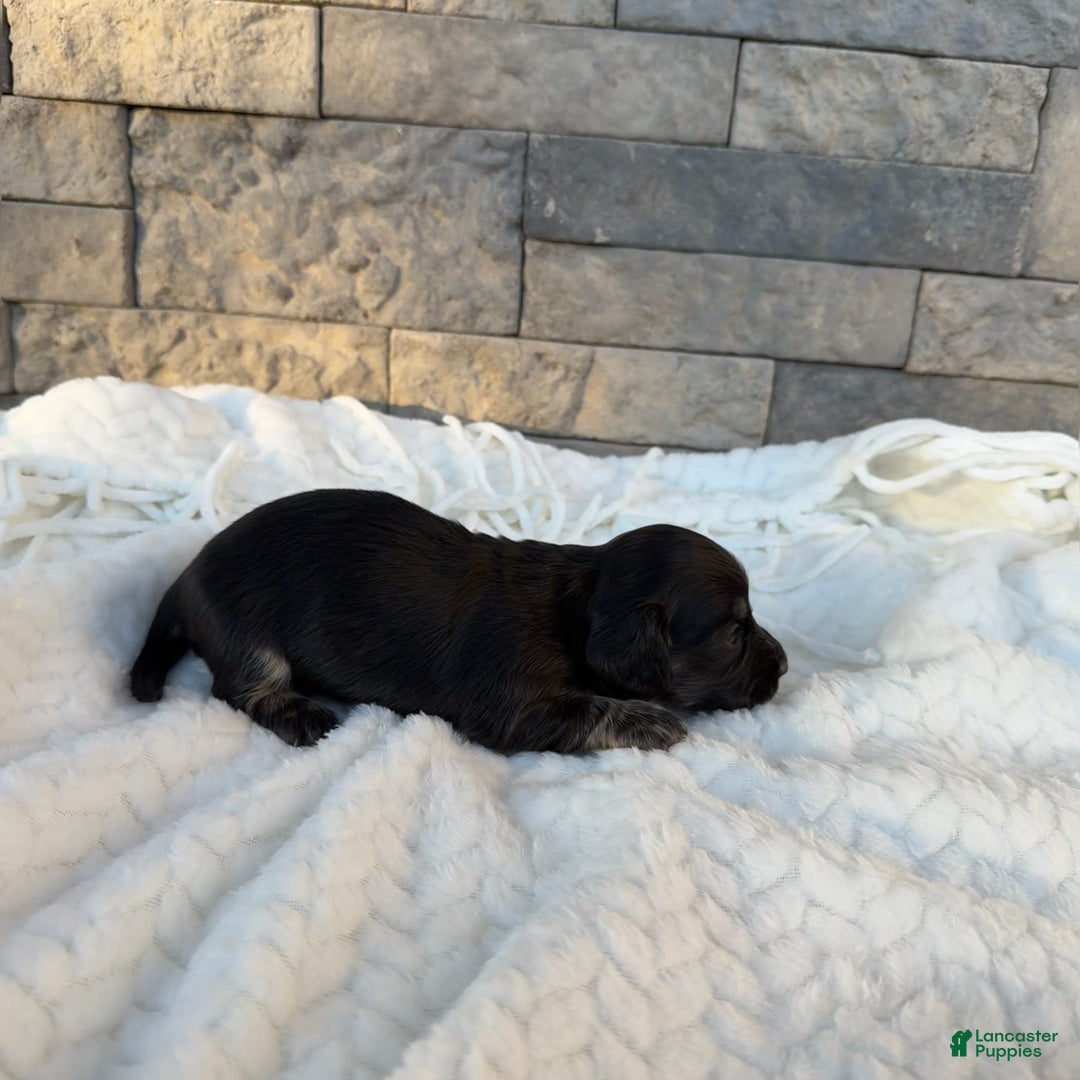 Miniature Dachshund dogs for sale: Bella - Ad 4