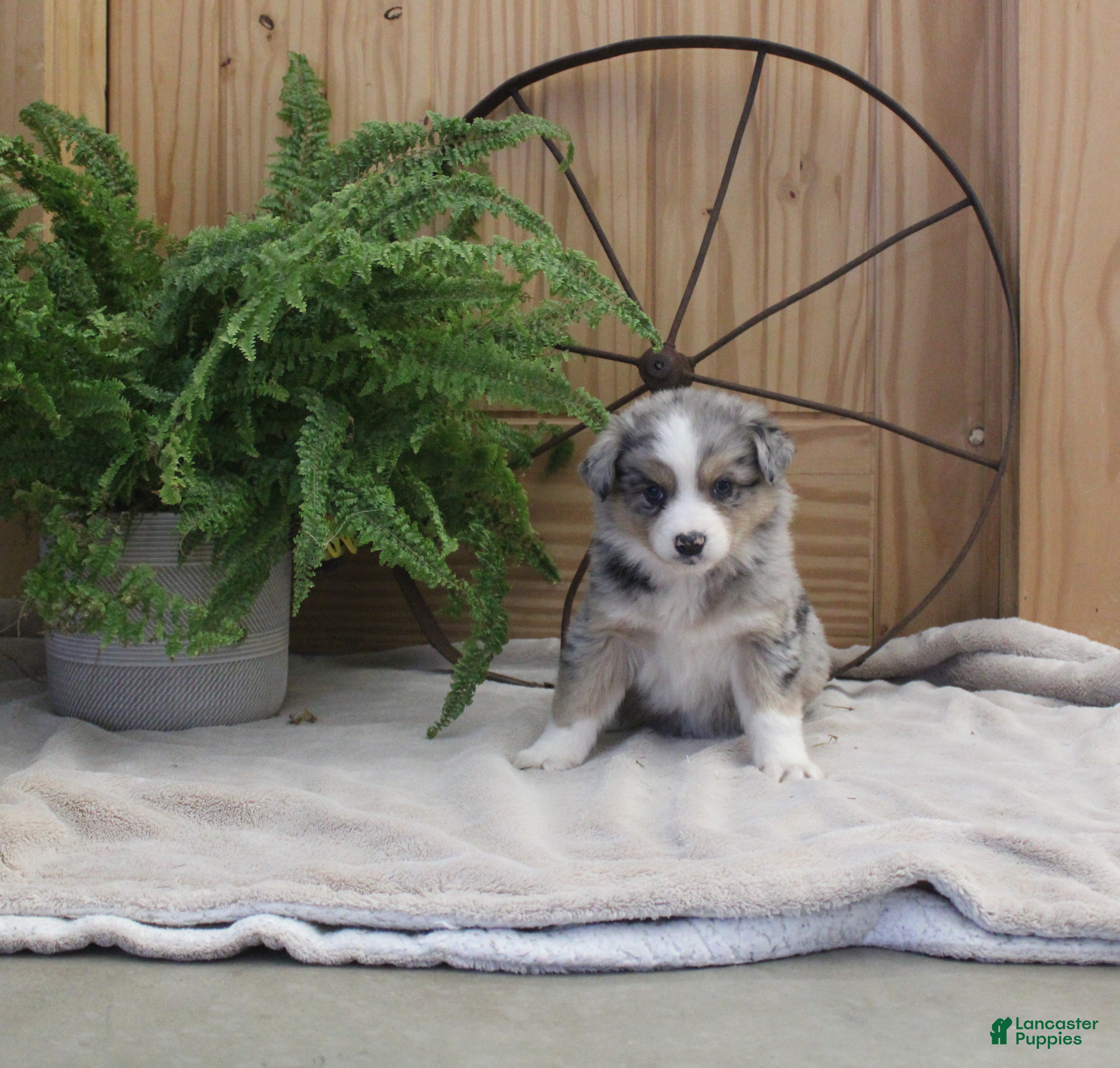 Australian Shepherd dogs Betsy - Ad 19