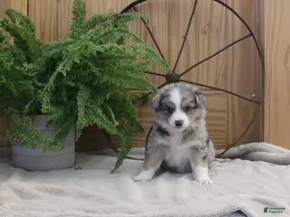 Australian Shepherd dogs Betsy - Ad 19