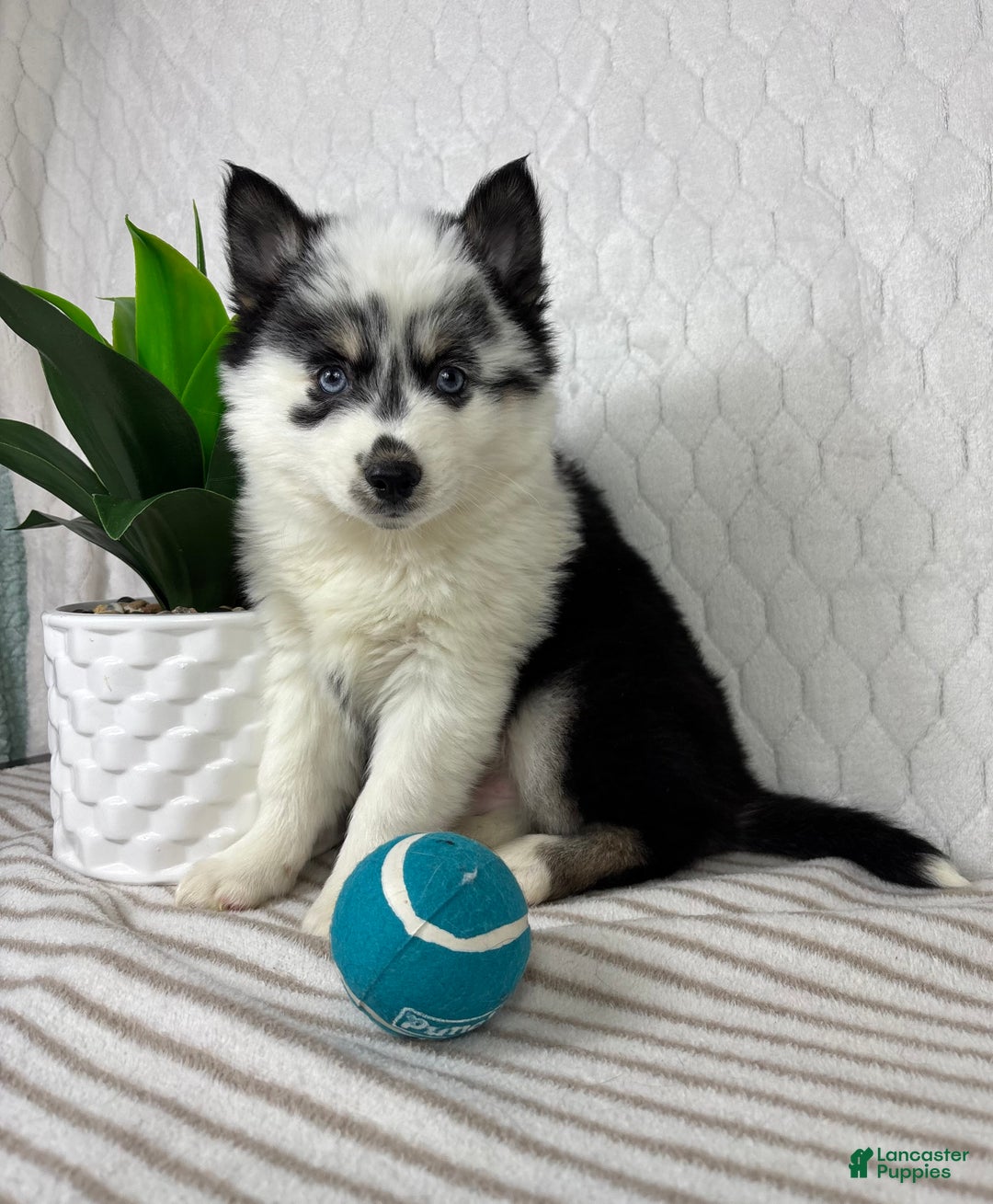 Pomsky dogs for sale: Poseiden - Ad 5