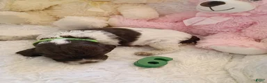 Brittany Spaniel 6