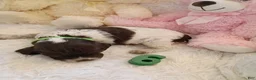 Brittany Spaniel dogs for sale: Brittany Spaniel 6 - Ad 1