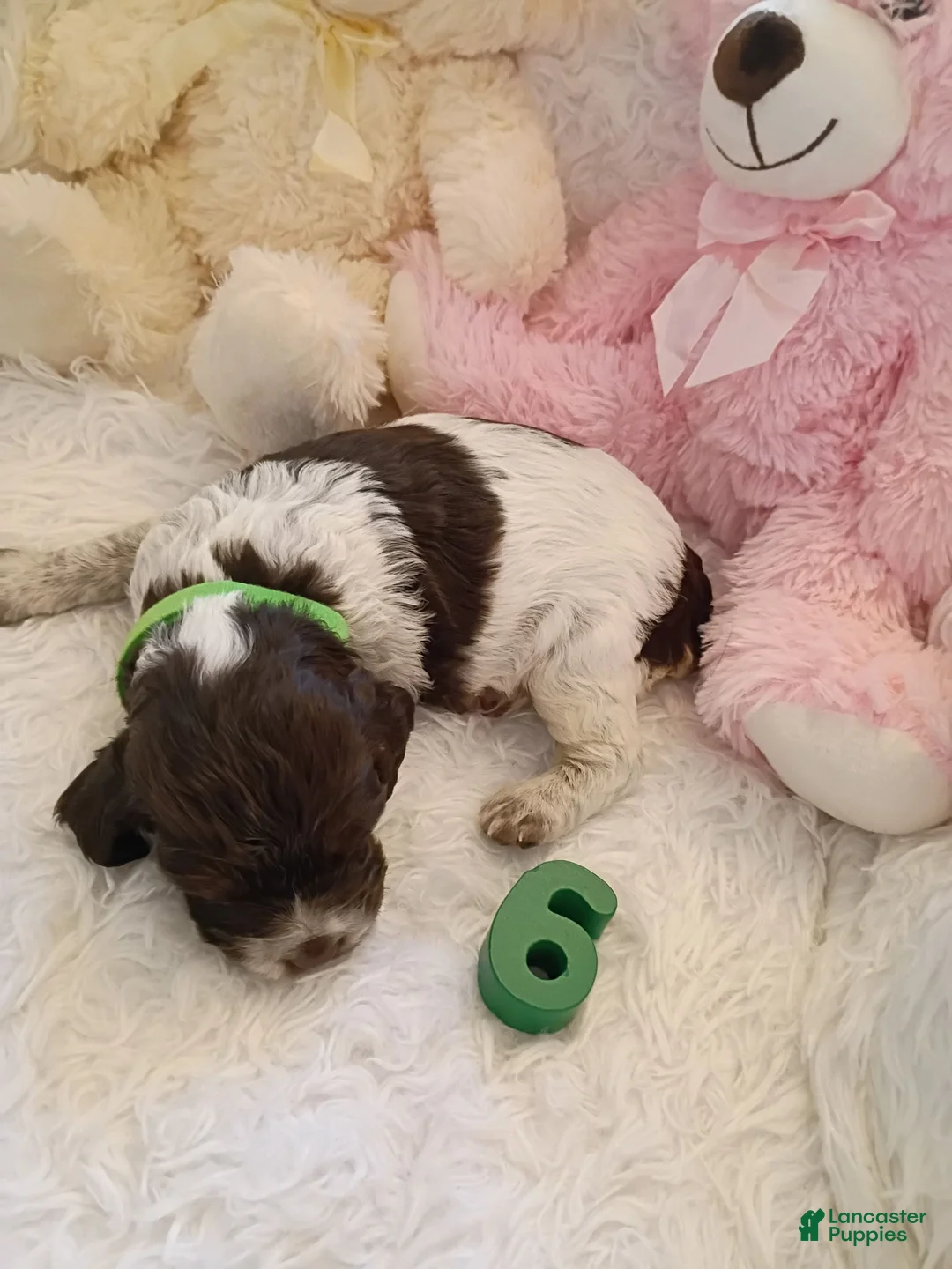 Brittany Spaniel dogs for sale: Brittany Spaniel 6 - Ad 1