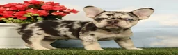 French Bulldog dogs for sale: Lindy - Ad 3