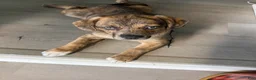 Mixed Breed dogs for sale: Larry - Ad 2