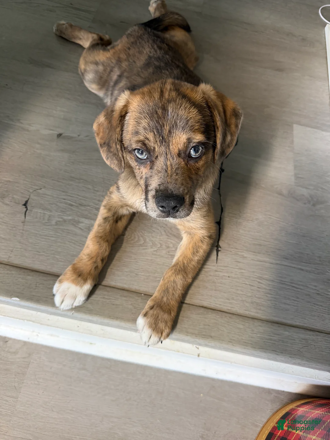 Mixed Breed dogs for sale: Larry - Ad 2
