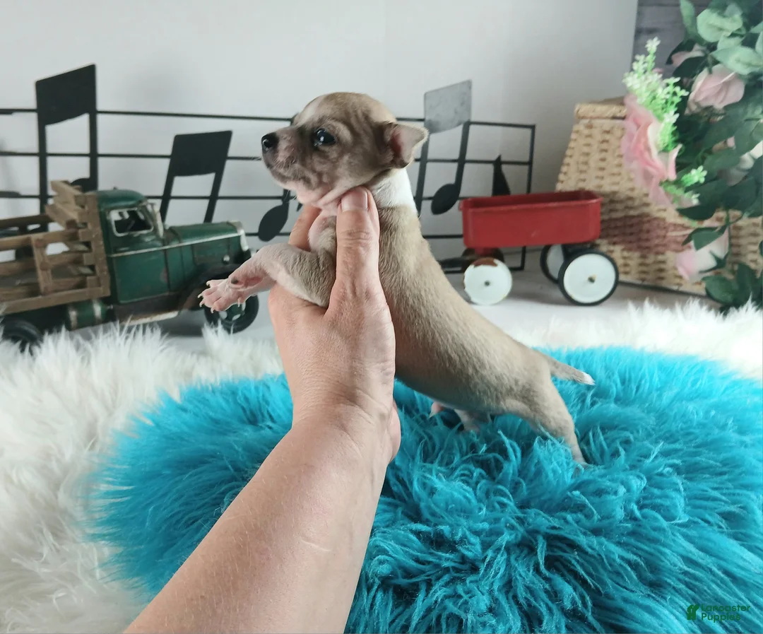 Chihuahua dogs for sale: Cece's Fawn/white boy, NATIONWIDE DELIVERY  - Ad 3