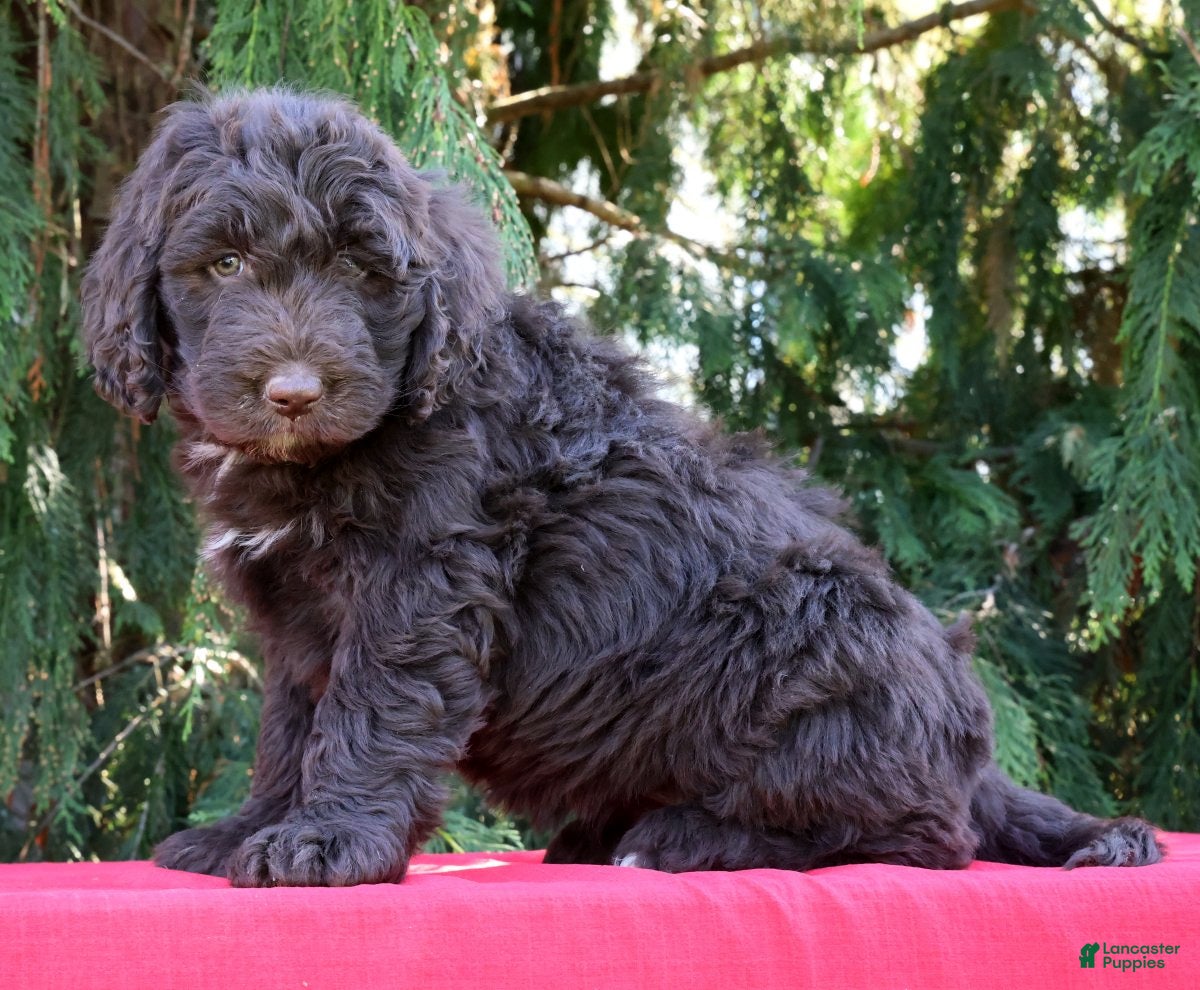 Newfypoo dogs Bonnie - Ad 1