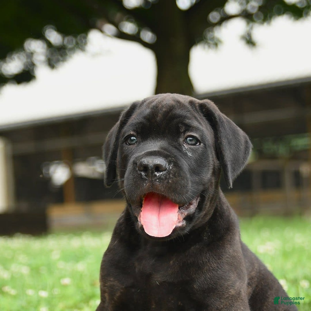 Cane Corso dogs for sale: Rockford - Ad 15