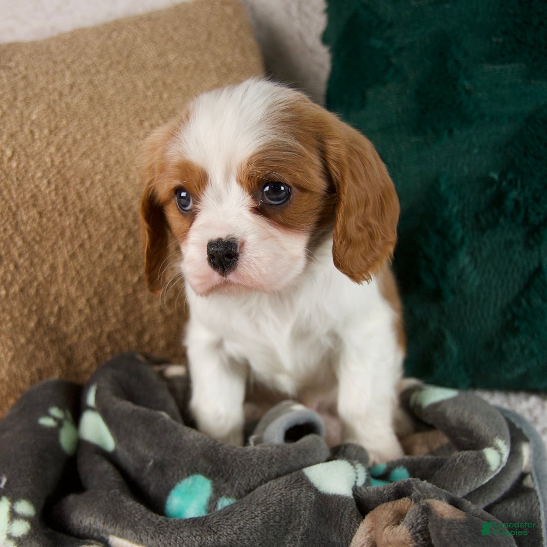 Cavalier King Charles Spaniel dogs for sale: Alfie - Ad 6