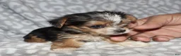 Yorkshire Terrier dogs for sale: Solana - Ad 7