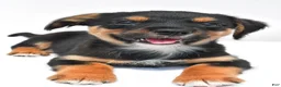 Mixed Breed dogs for sale: Keith - Ad 3