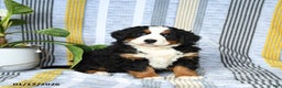 Bernese Mountain Dog dogs for sale: Brandy - Ad 3