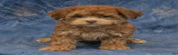 Havapoo dogs for sale: Skye - Ad 3