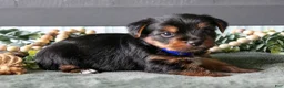 Yorkshire Terrier dogs for sale: Autumn - Ad 3