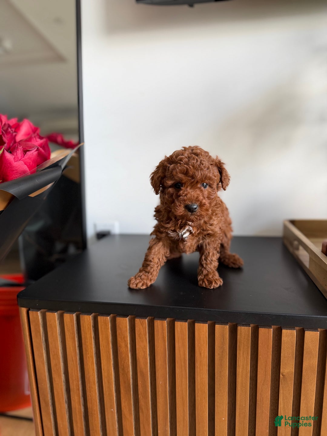 Toy Poodle dogs for sale: Tiger  - Ad 5