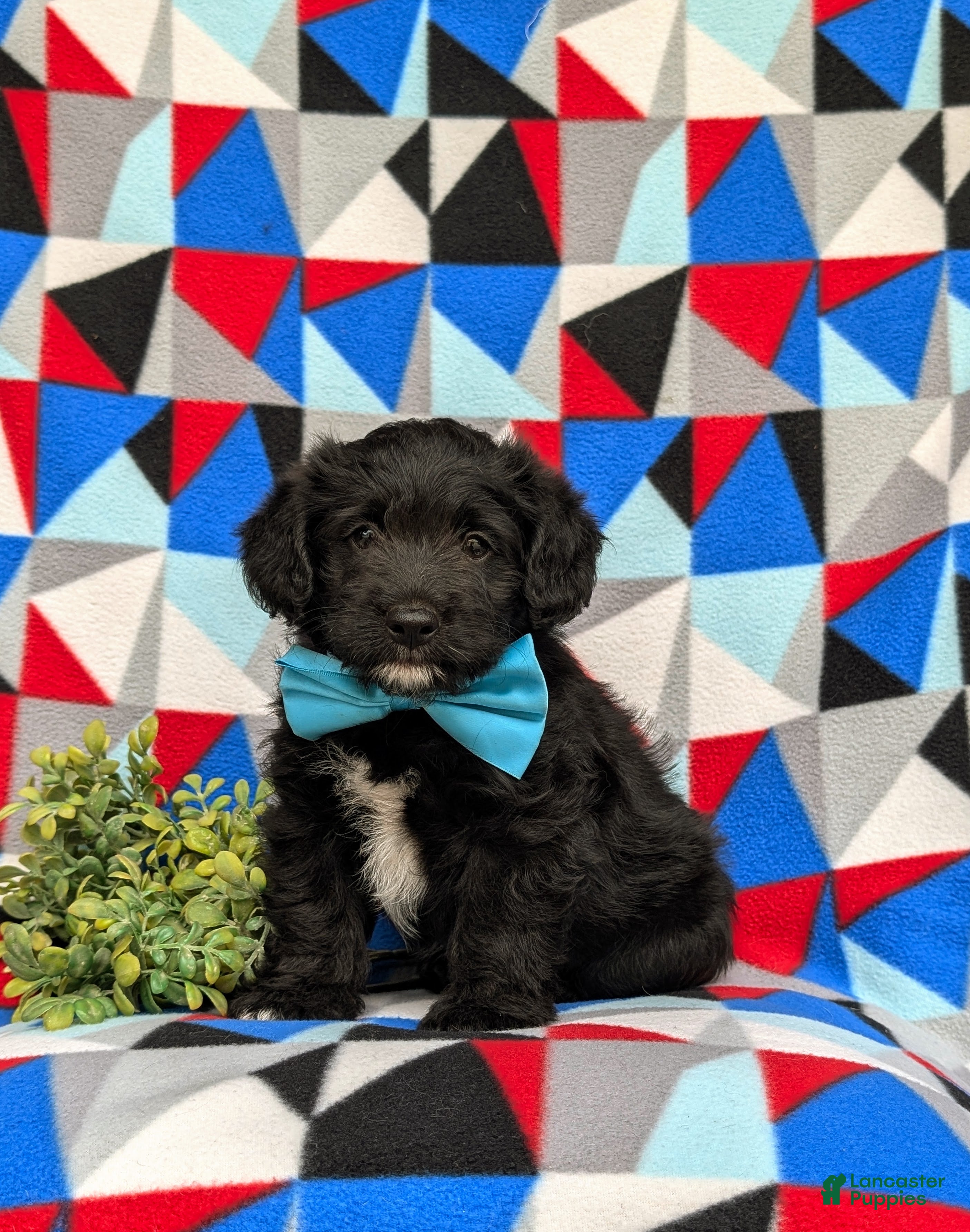 Corgipoo dogs Dannie - Ad 1