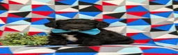 Corgipoo dogs for sale: Dannie - Ad 1