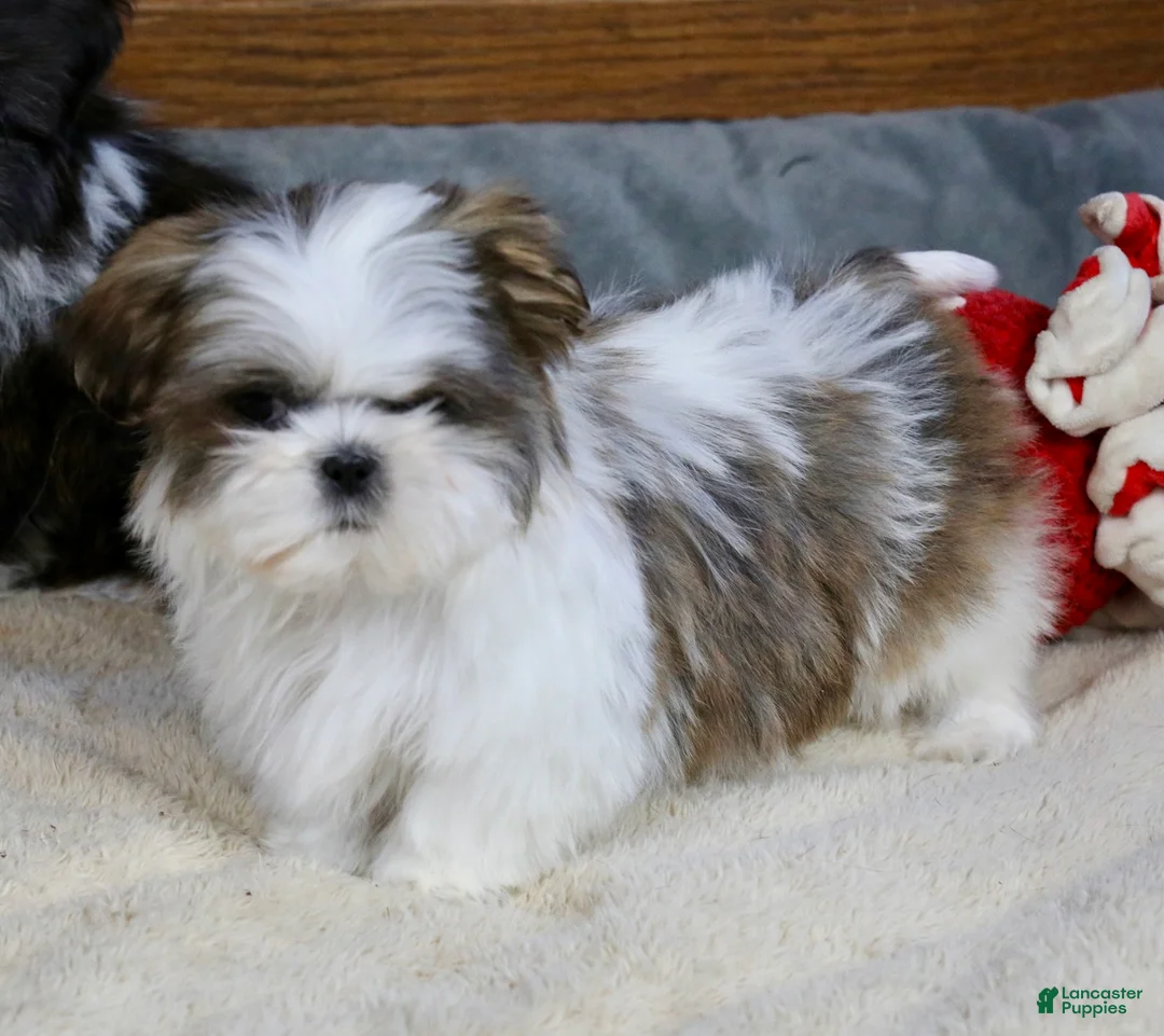 Shih Tzu dogs for sale: Wylee - Ad 5