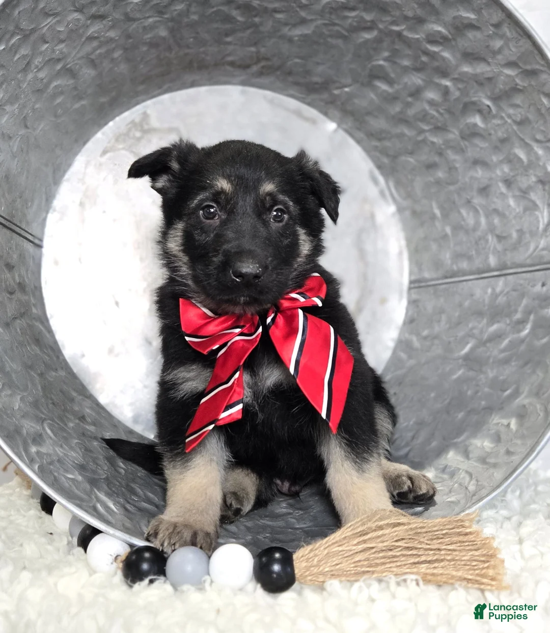 German Shepherd dogs for sale: Rusty - Ad 3