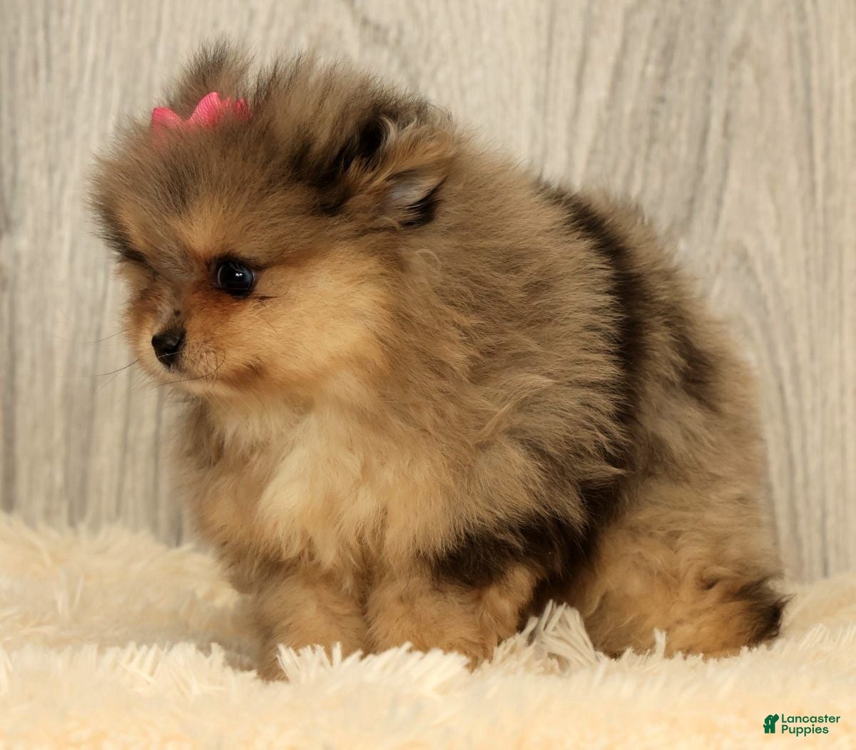 Pomeranian dogs for sale: Rose - Ad 3