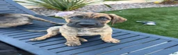 Mixed Breed dogs for sale: Mixed Breed Puppy 1 - Ad 2