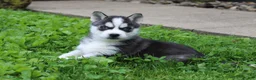 Siberian Husky dogs for sale: Alaska - Ad 8