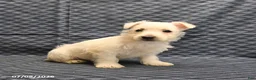 West Highland Terrier dogs for sale: Kevin - Ad 5