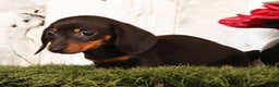 Miniature Dachshund dogs for sale: Izzy - Ad 6