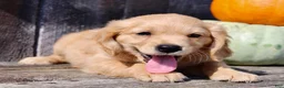 Miniature Golden Retriever dogs for sale: Maxx Male Mini Golden Retriever - Ad 2