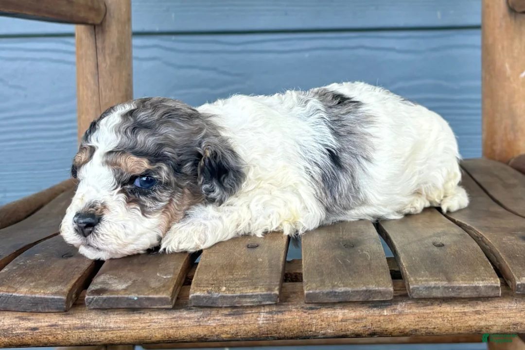 Cavapoo dogs for sale: Smudge - Ad 2