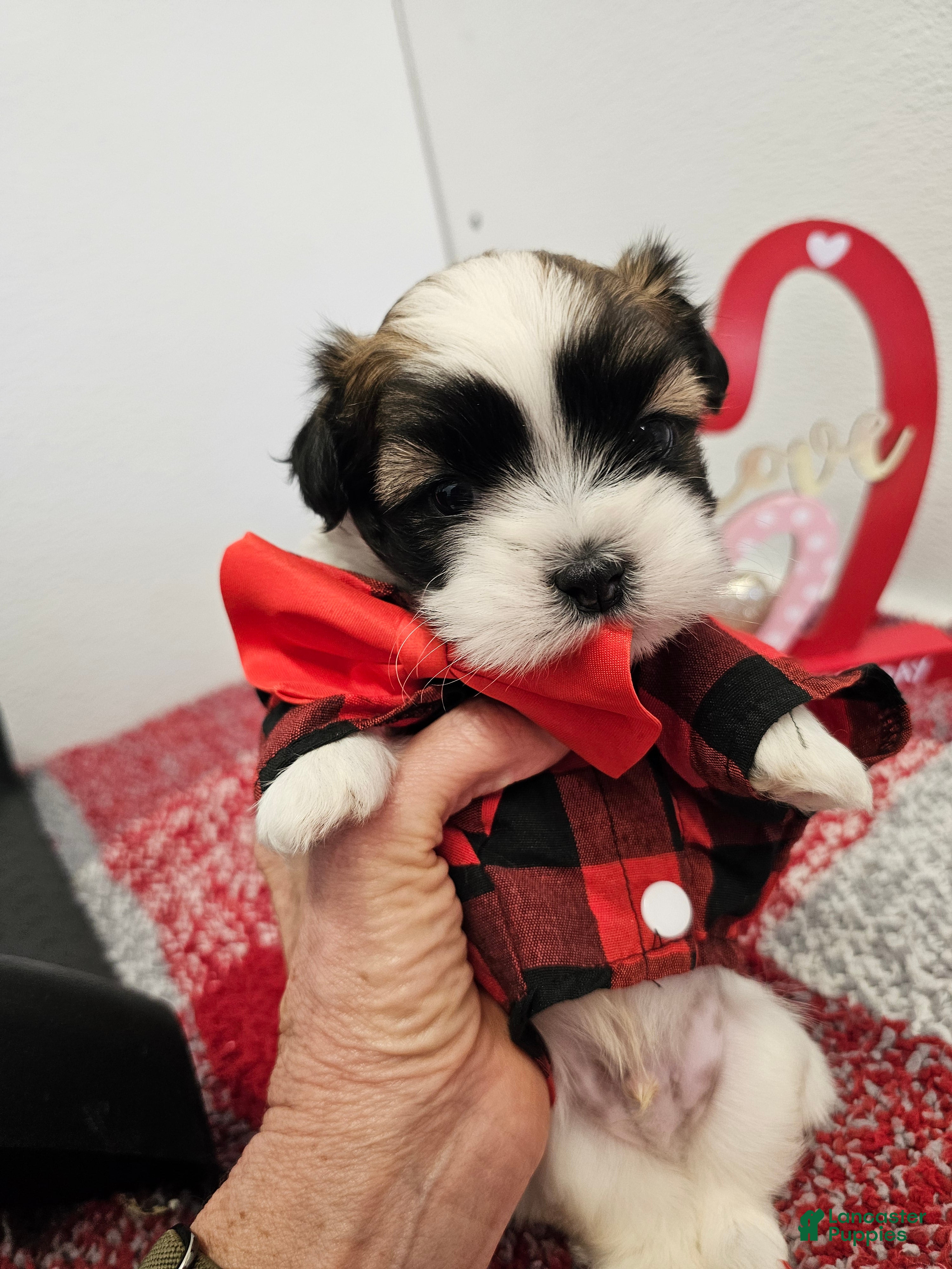 Shih Tzu dogs Archie Ckc - Ad 4