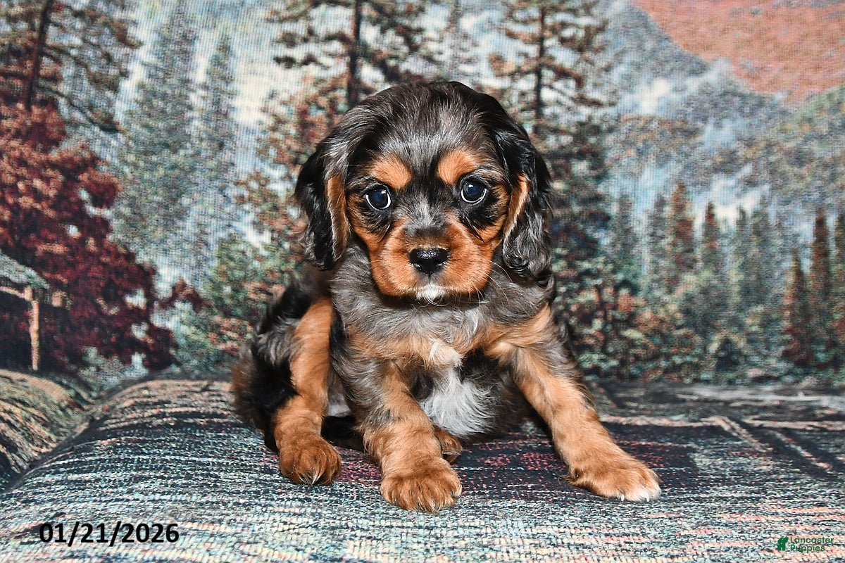 Cavalier King Charles Spaniel dogs for sale: Raleigh - Ad 2