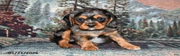 Cavalier King Charles Spaniel dogs for sale: Raleigh - Ad 1
