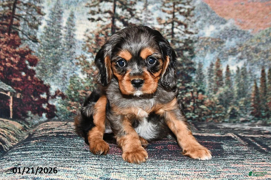 Cavalier King Charles Spaniel dogs for sale: Raleigh - Ad 1